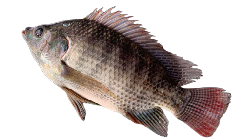 tilapia